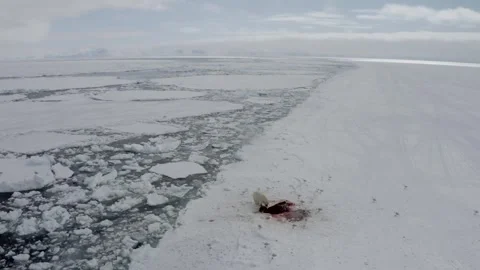 Polar Bear 21 Stock Footage 311146911