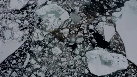 Polar Bear 25 Stock Footage 311146917
