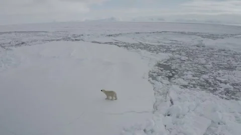 Polar Bear 26 Stock Footage 311146914