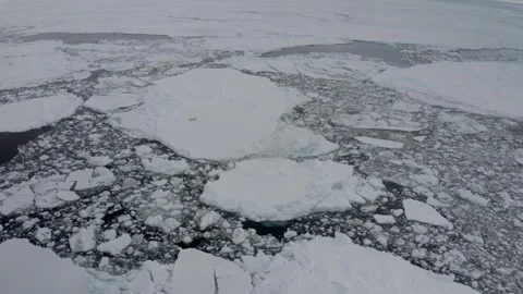Polar Bear 27 Stock Footage 311146915
