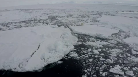 Polar Bear 29 Stock Footage 311146920