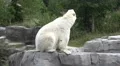 Polar Bear action jumping from rock into water HD Footage