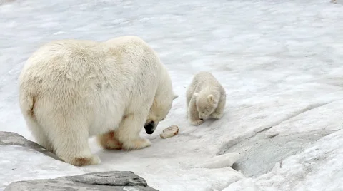 Polar bear and bear-cub feeding Video stock 54686474