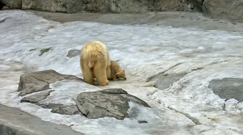 Polar bear and bear-cub feeding Video stock 61364483