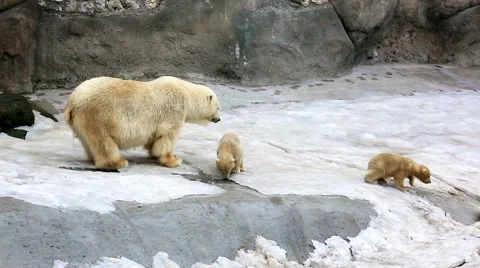 Polar bear and bear-cubs playing Video stock 56773830