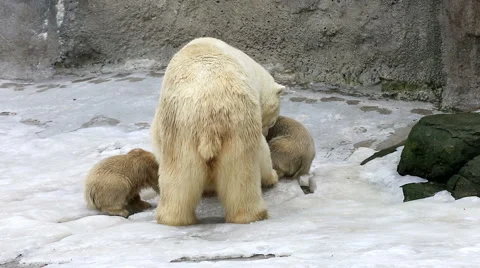 Polar bear and bear-cubs feeding Stock Footage 59919376