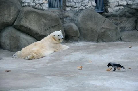 Polar Bear and Crow Stock Photos
