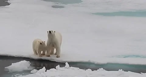 Polar bear and cub on ice Vidéo 209320596