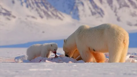 Polar Bear and two cubs eating a Seal in the Arctic circle 스톡 동영상 290160964