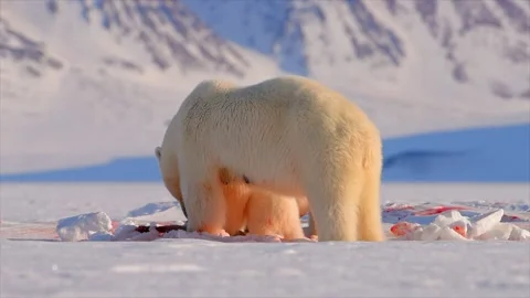 Polar Bear and two cubs eating a Seal in the Arctic circle Stock Footage 290161086