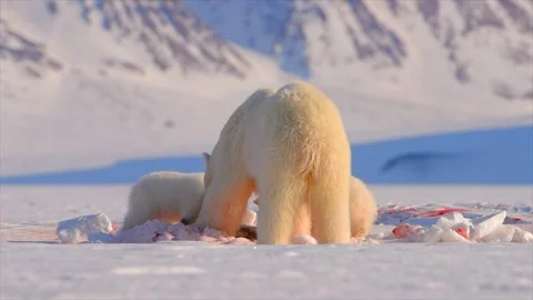 Polar Bear and two cubs eating a Seal in the Arctic circle Stock Footage 290161104