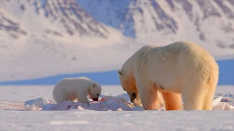 Polar Bear and two cubs eating a Seal in the Arctic circle Stock Footage 291622620
