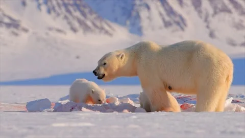 Polar Bear and two cubs eating a Seal in the Arctic circle Stock Footage 291622698