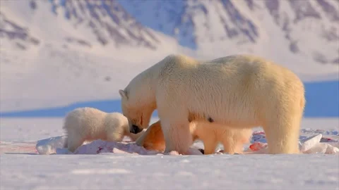 Polar Bear and two cubs eating a Seal in the Arctic circle Stock Footage 291622699