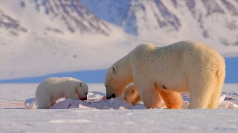 Polar Bear and two cubs eating a Seal in the Arctic circle Stock Footage 291622726
