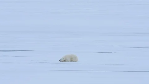 Polar bear in an arctic. Stock Footage 94252551