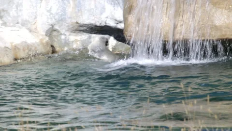 Polar bear in a backyard spa pool Stock Footage 141000906