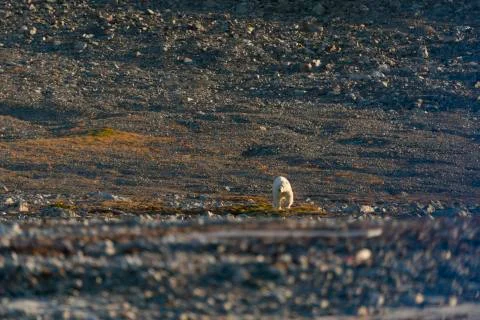Polar bear on a beach Stock Photos