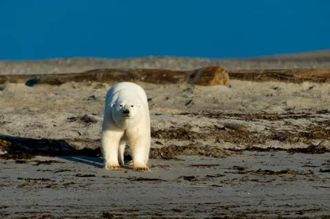 Polar bear on a beach Stock Photos