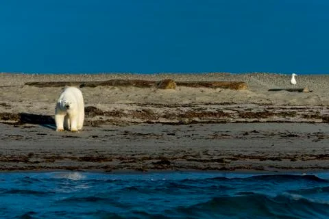 Polar bear on a beach Stock Photos