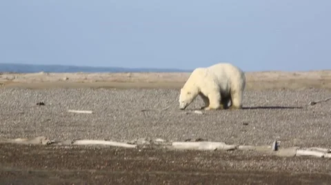 Polar bear on beach sniffing ground Stock Footage 47005604