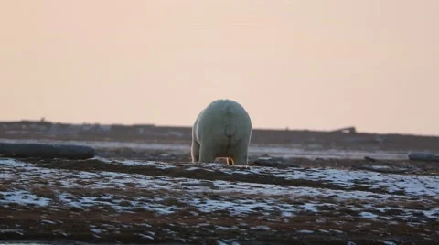 Polar Bear from behind Stock Footage 46971212