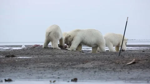 Polar Bear being left out while others eat whale flesh Stock Footage 51026491