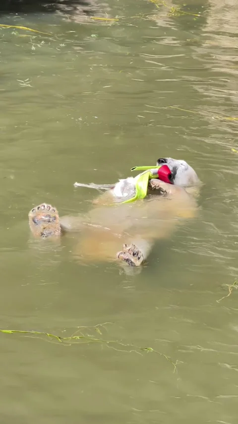Polar Bear Biting And Chewing Toy In Water Pool Close Up Profile Shot Stock Footage 340255835