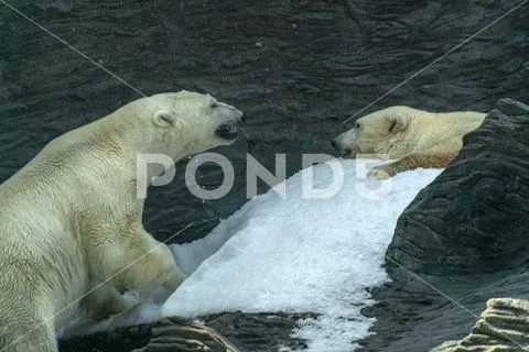 Polar Bear close up portrait detail while fighting ~ Hi Res #120624768