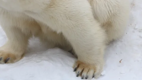 Polar bear close-up portrait. Stock Footage 104715105
