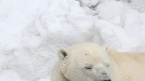 Polar bear close-up portrait. Stock Footage 104715115
