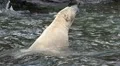 Polar Bear closeup in water slow motion shaking head HD Footage