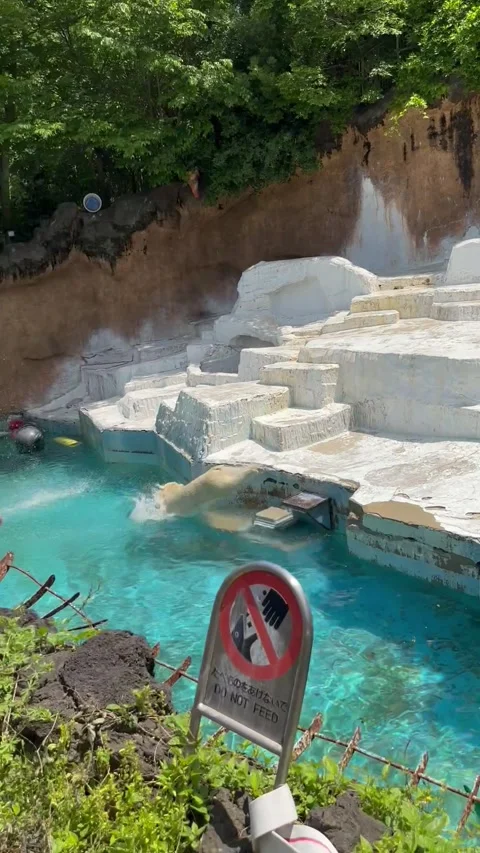 Polar Bear Cooling Off Stock Footage 317061635