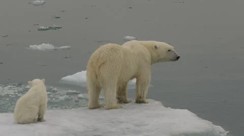 Polar bear cub and mother wait at edge of melting sea ice in arctic Stock Footage 61155053