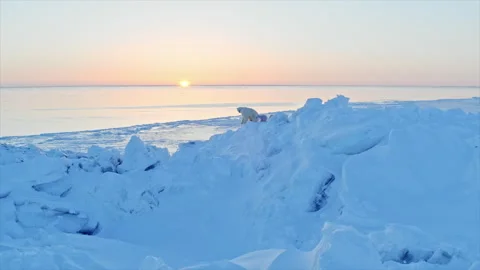 Polar bear with cub climbing an ice floe at sunrise Stock Footage 337060020