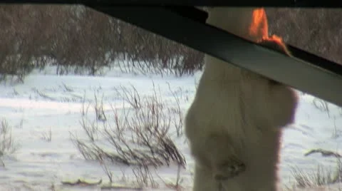 Polar bear cub Stock Footage 10772536