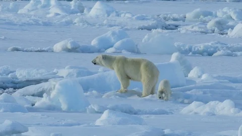Polar Bear with cub Stock Footage 92463181
