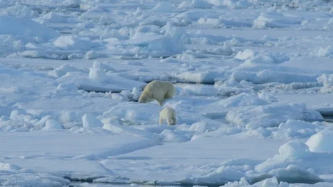 Polar Bear with cub Stock Footage 100414287