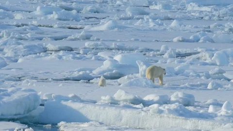 Polar Bear with cub Stock Footage 100414456