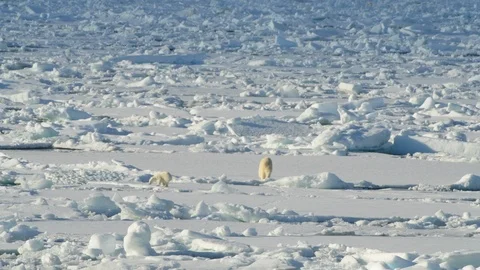 Polar Bear with cub Stock Footage 100414690