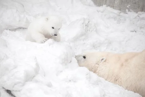 Polar bear cub is playing hide-and-seek with its mom female bear Foto stock