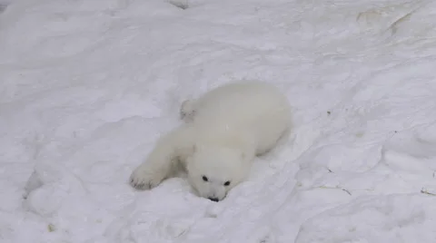 A polar bear cub rests and plays in a snow Stock Footage 61453324