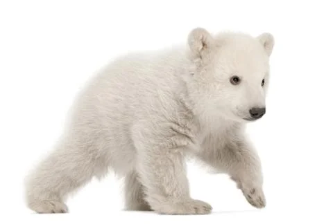 Polar bear cub, Ursus maritimus, 3 months old, walking against white background Stock Photos