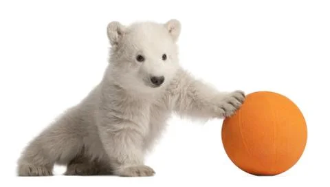 Polar bear cub, Ursus maritimus, 3 months old, playing with orange ball against  Stock Photos