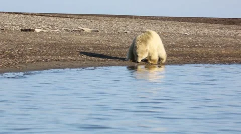 Polar bear cub walking along shoreline Stock Footage 47005374