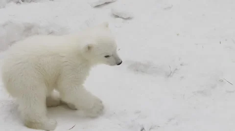 A polar bear cub walks in a winter in a zoo Vídeos de archivo 61453007