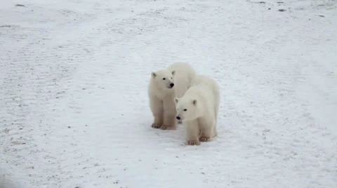 Polar bear with cub in wild Stock Footage 1057391