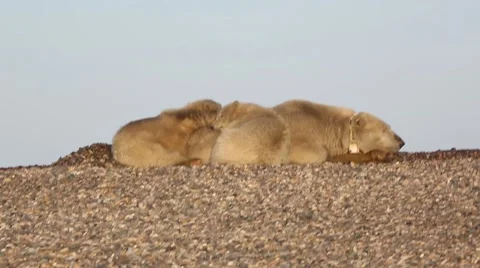 Polar bear cubs cuddling cubs Stock Footage 47007267