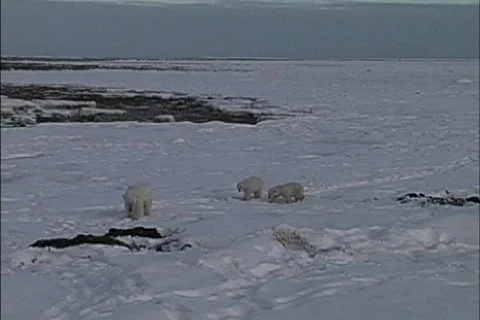 Polar bear &amp; cubs 動画素材 466257