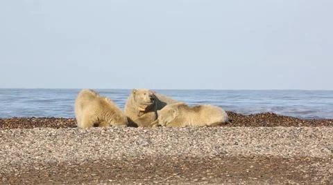 Polar bear cubs with mother Stock Footage 47007040